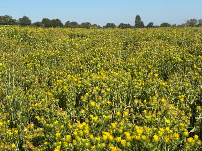 Grand'Terre cultive une large gamme de plantes m&eacute;dicinales et aromatiques, pr&egrave;s de Chemill&eacute; en Anjou dans le Maine et Loire
